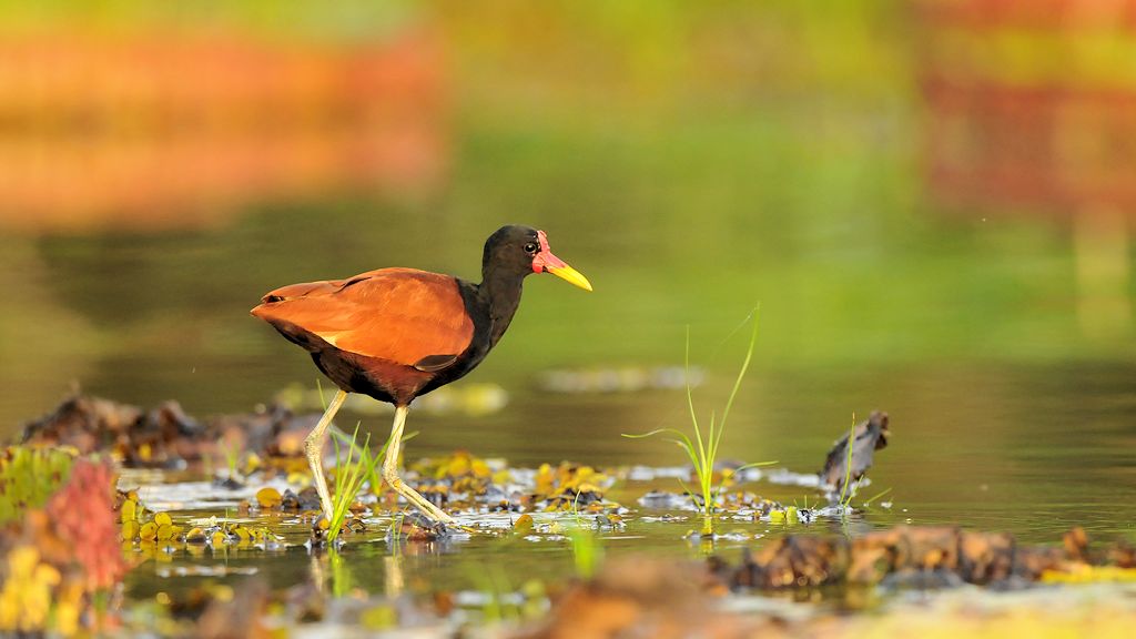 Rotstirn Blatthühnchen (Wattled Jacana)
Rupununi bei Karanambu
4919
