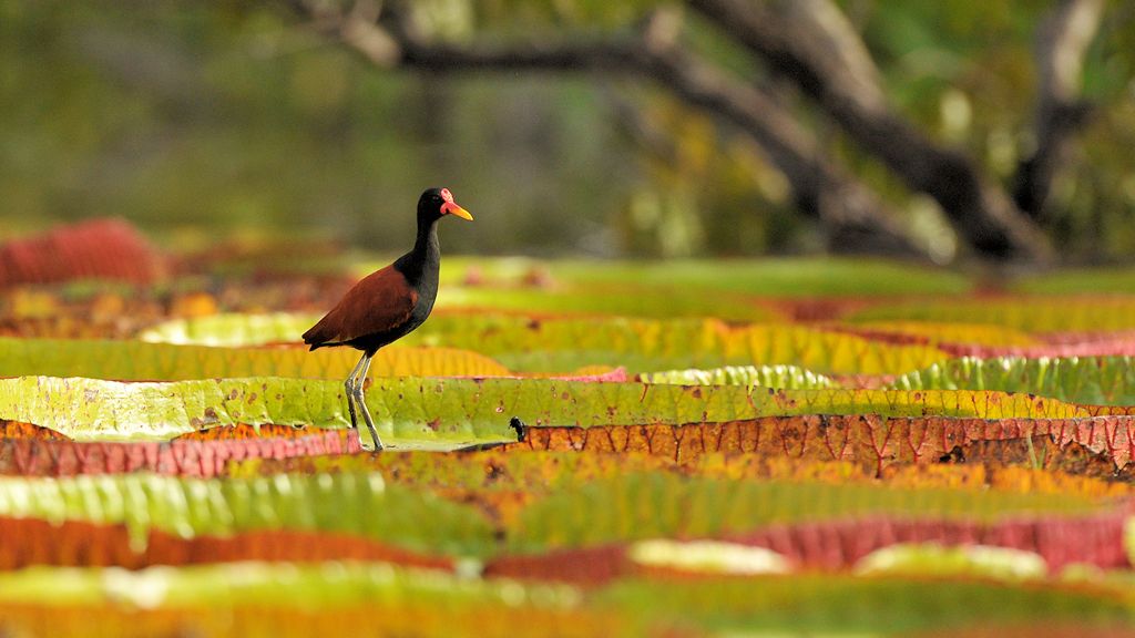 Rotstirn Blatthühnchen (Wattled Jacana)
Rupununi bei Karanambu
5875