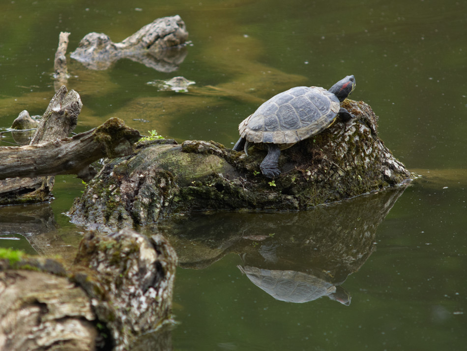 Rotwangen-Schmuckschildkröte im Wildpark Stuttgart, Bärensee, 06.06.2010. Nikon D200, Micro-Nikkor 4/200 mm, ISO 400, Blende 8.