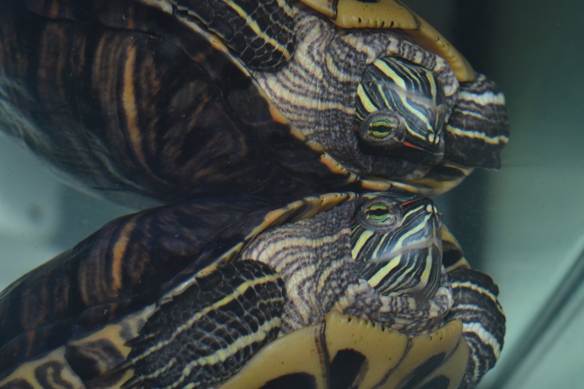 Rotwangenschmuckschildkrötenspiegelung