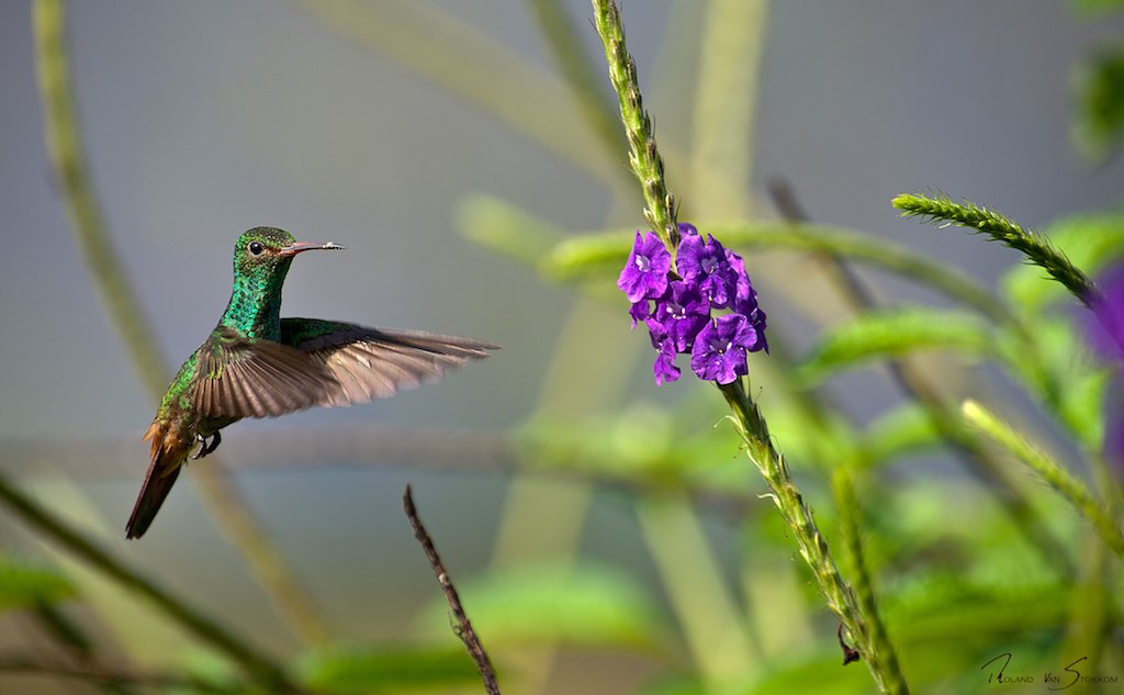 Rufous tailed Hummingbird