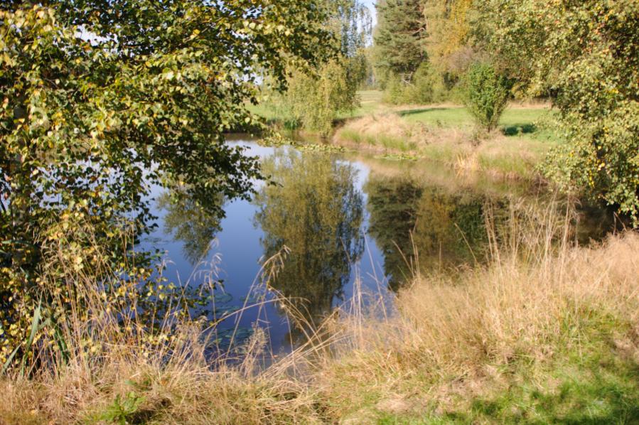 Ruhe am Teich