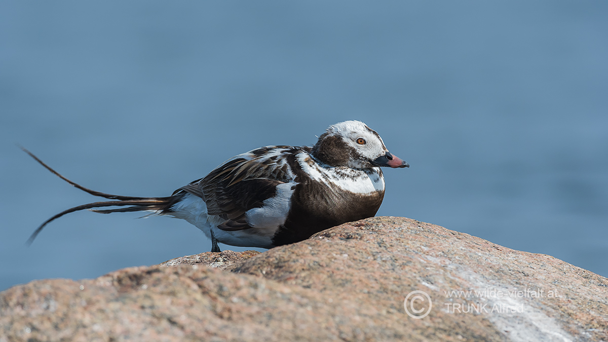 ruhende Eisente, D500, AFS 4/600mm, ISO 200, Bl. 5,6, 1/2000sec.