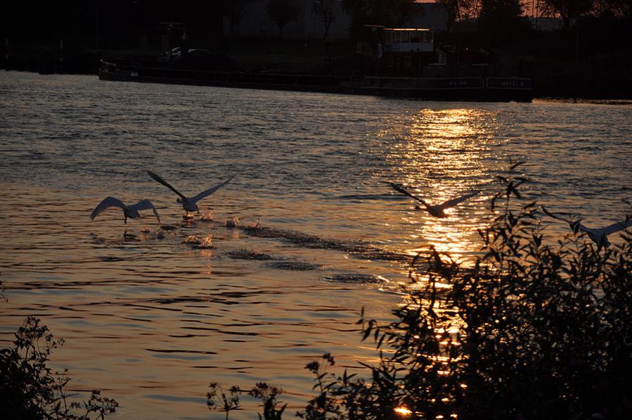 Ruhrwiesen 20110819 122 k