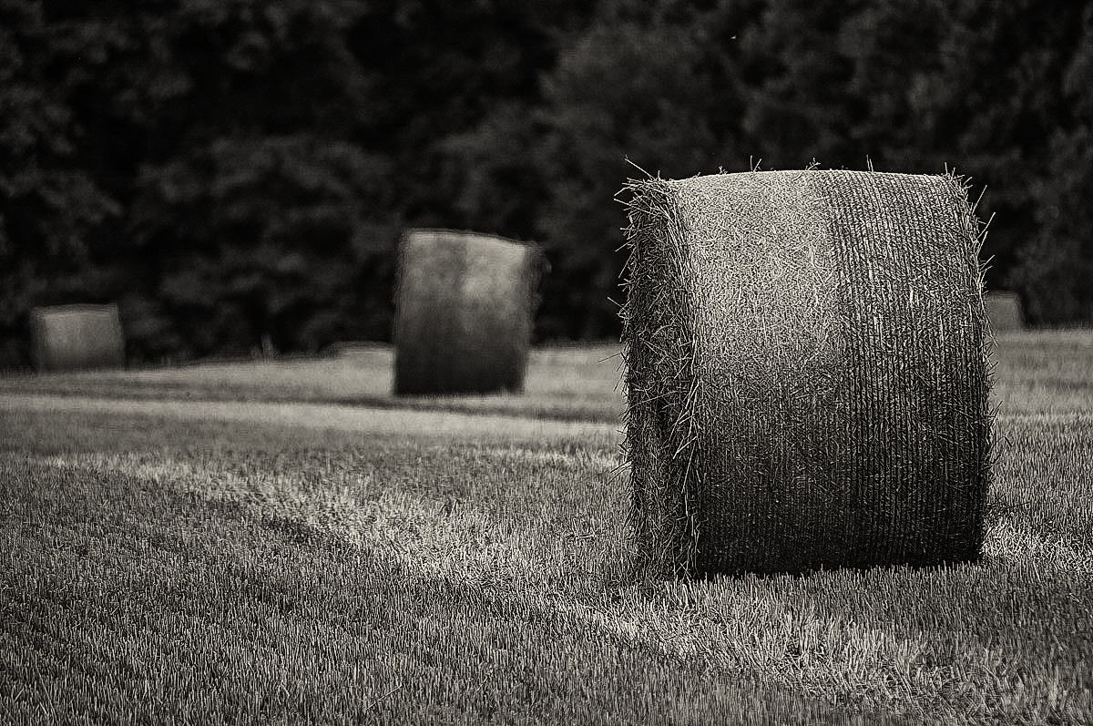 Rundballen BW (1 von 1).JPG