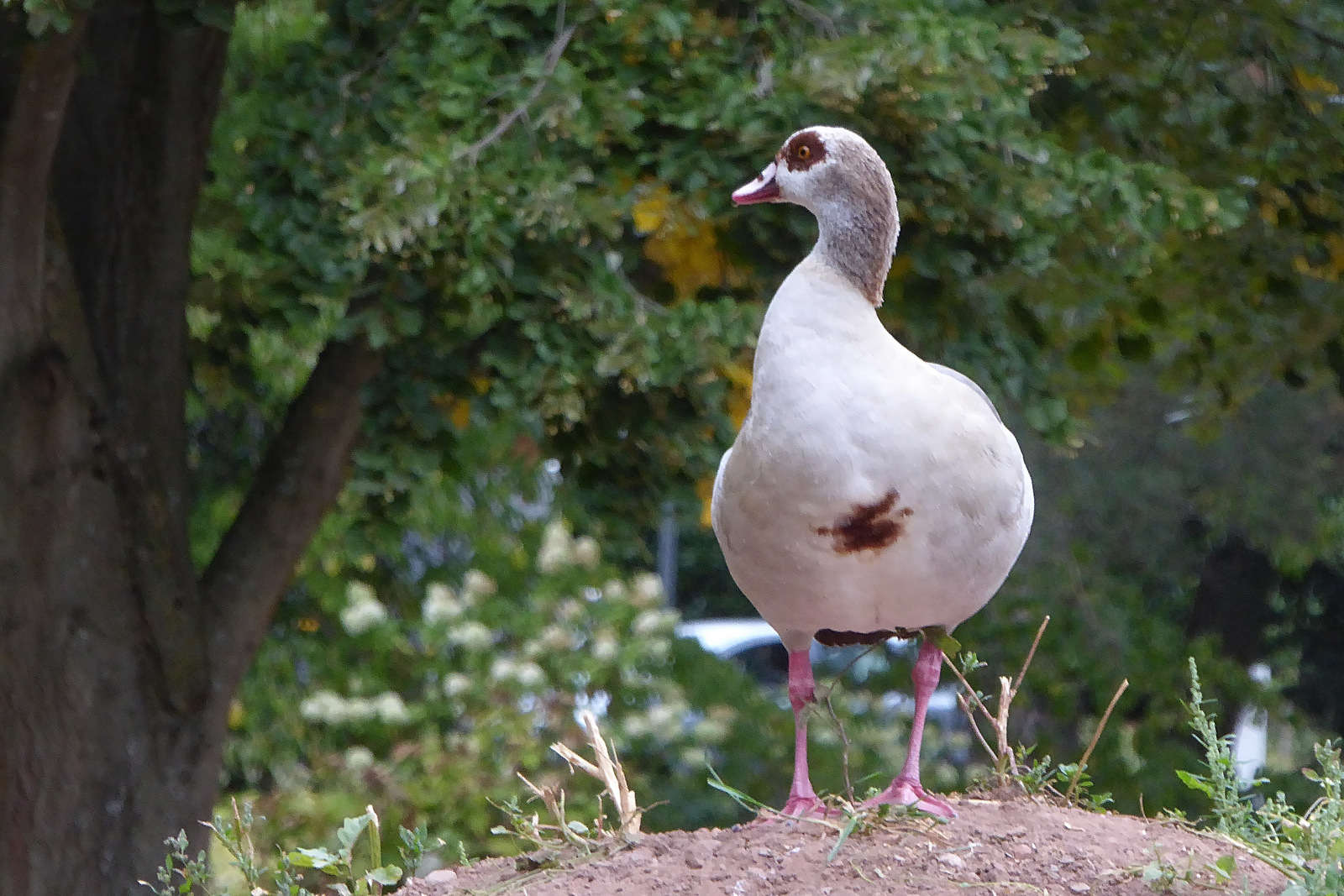 Rundpyramide (junge Nilgans in Bad Hersfeld)