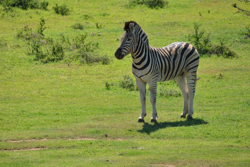 Südafrika 01