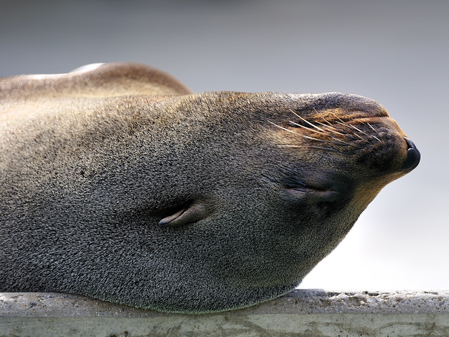 südafrikanischer seebär