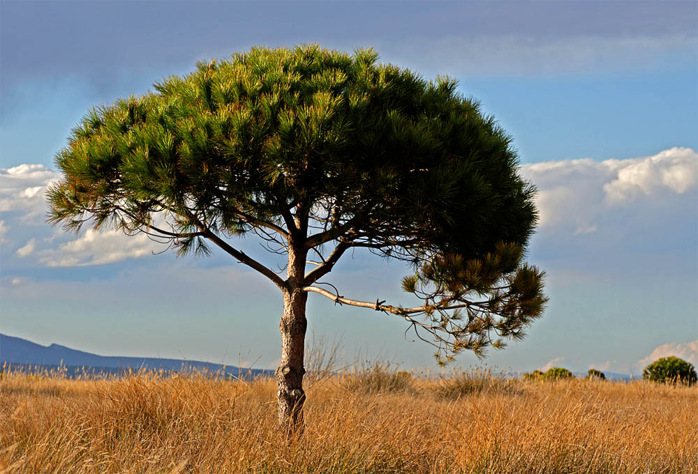 Südfrankreich Languedoc