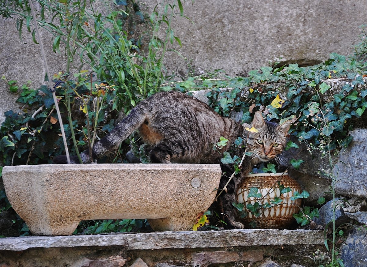 Südfranzösische Katze