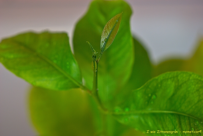 s DSC 0835 lzn