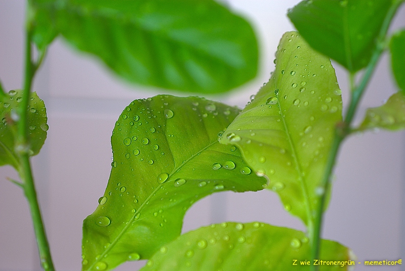 s DSC 0839 lzn