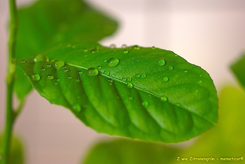 s DSC 0841 lzn