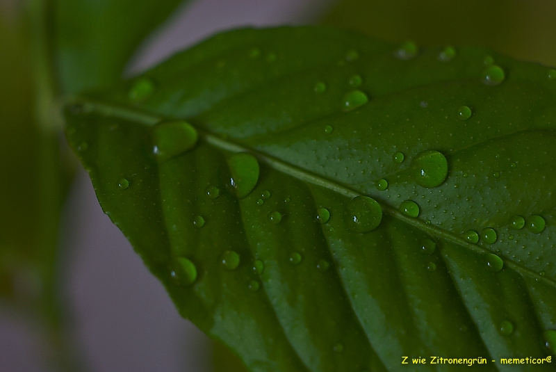s DSC 0850 lzn
