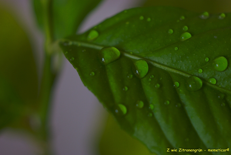 s DSC 0851 lzn