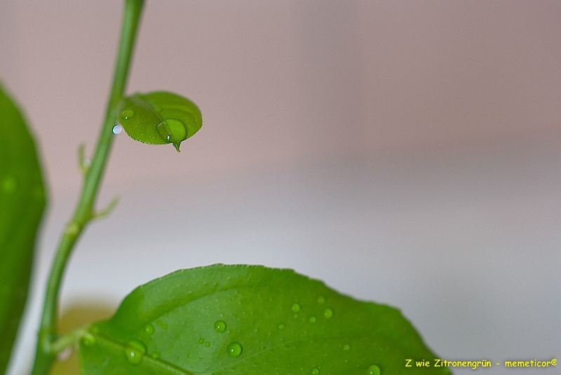 s DSC 0853 lzn