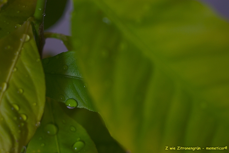 s DSC 0867 lzn