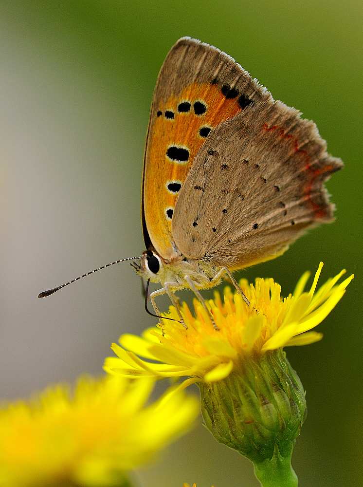 S1
