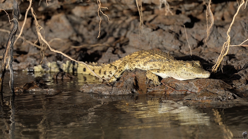 s1580 Selous Krokodil 2288