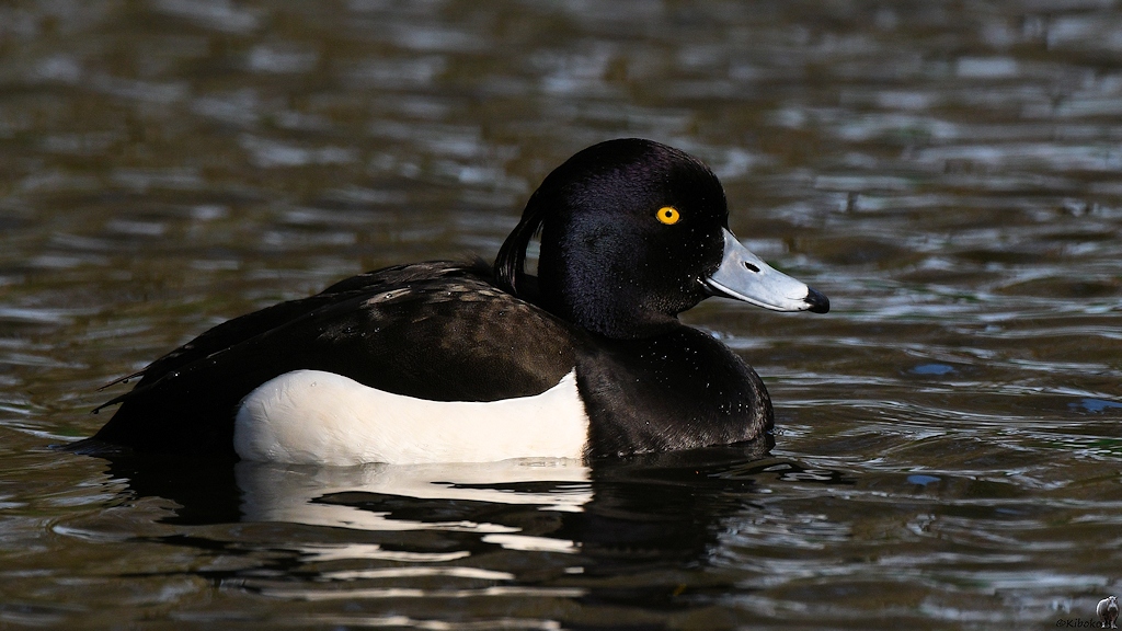 s170312 Bremen Rhodedendronpark Reiherente 7789