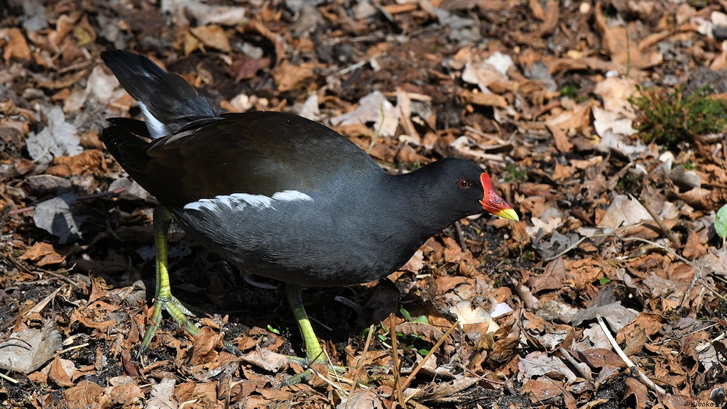 s170312 Bremen Rhodedendronpark Teichhuhn 7844