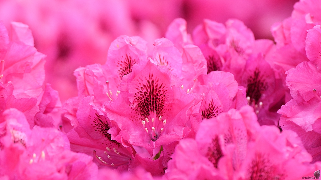 s170518 Bremen Rhododendron 4836
