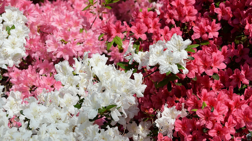 s180512 Bremen Rhododendron 1744