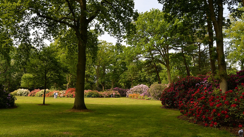 s180512 Bremen Rhododendron 1750