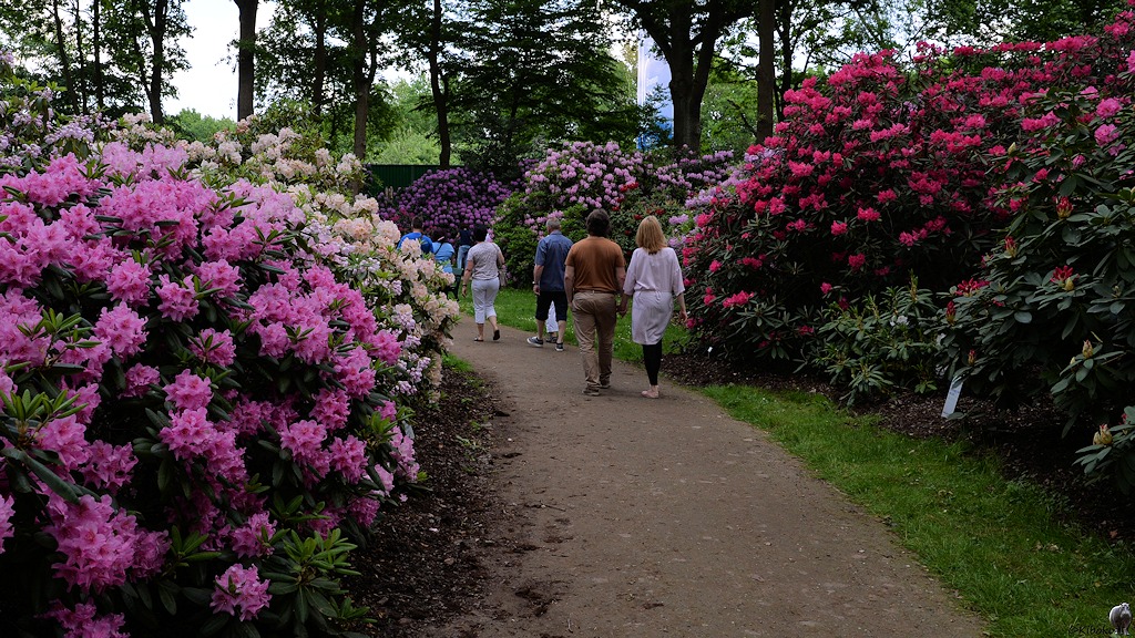 s180512 Bremen Rhododendron 1792