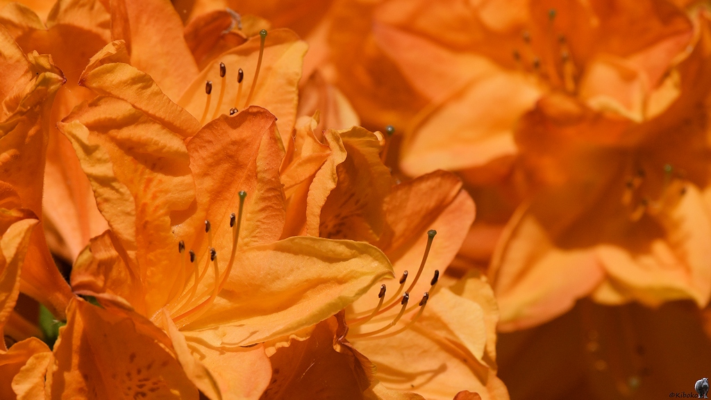 s180512 Bremen Rhododendron 4089