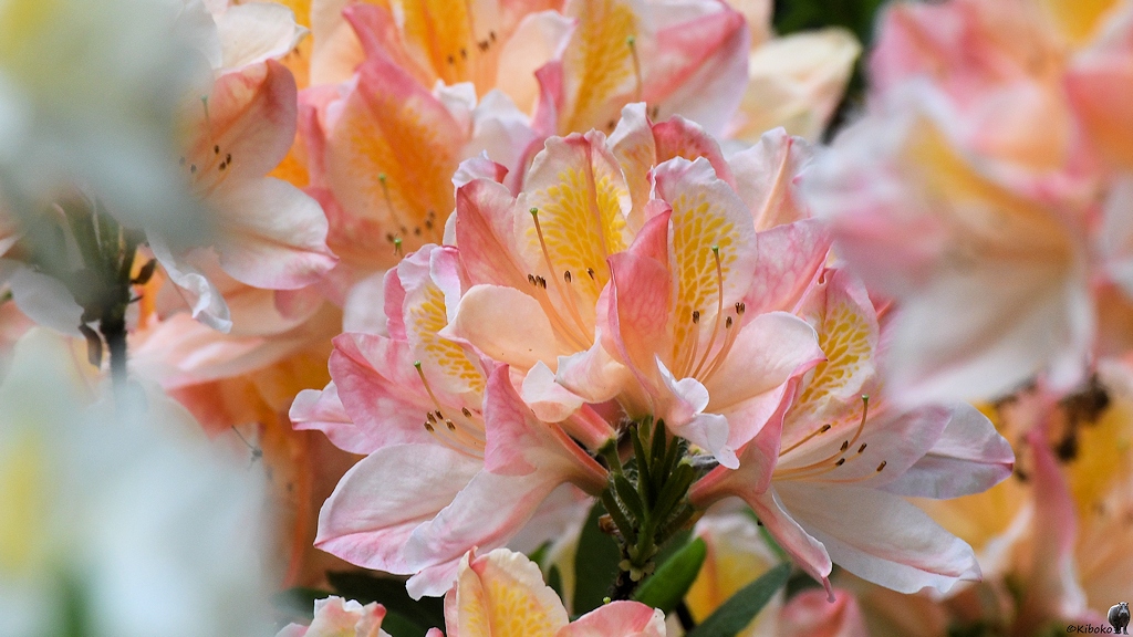 s180512 Bremen Rhododendron 4107