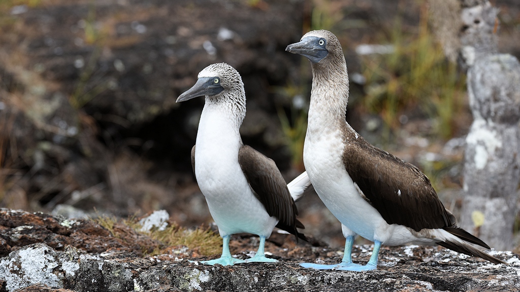 s1840 Blaufußtölpel auf Isabela, Galapagos 4335