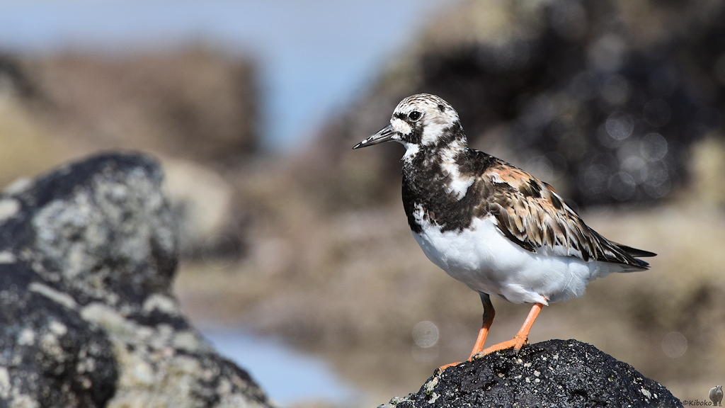 s1911 Isabela Ruddy Turnstone 5150
