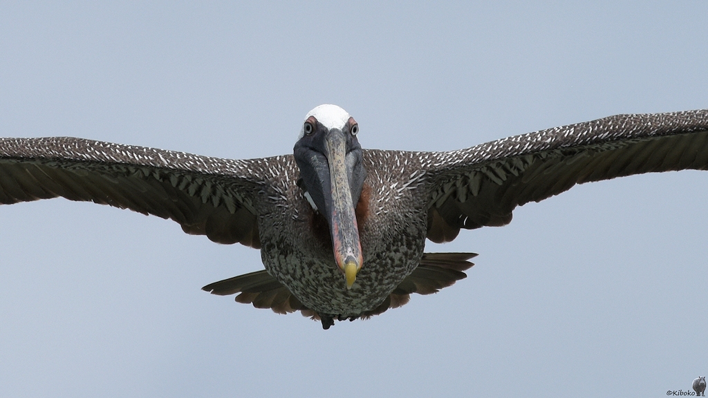 s1956 Isabela Braunpelikan (Brown Pelican) 5564a