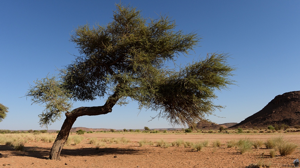 s275 Baum 3623