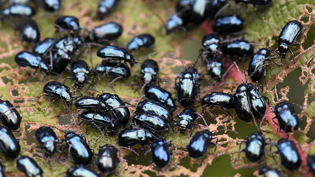 s379 Käfer 0891