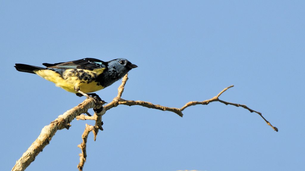 s415 Vogel noch nicht identifiziert
Botanischer Garten, Georgetown
8972