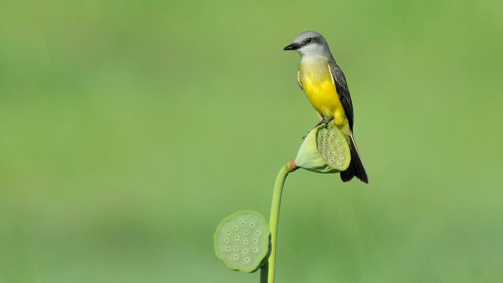 s417 Vogel noch nicht identifiziert
Botanischer Garten, Georgetown
9535