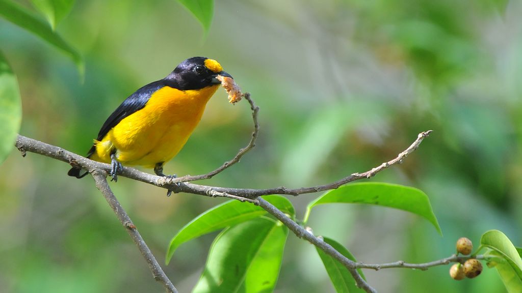 s419 Vogel noch nicht identifiziert
Botanischer Garten, Georgetown
9661