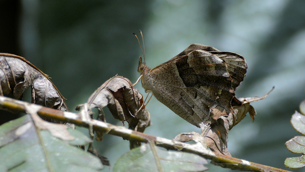 s436 Schmetterling 3474