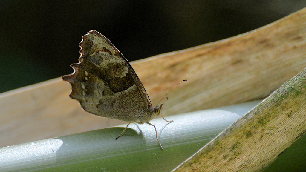 s436 Schmetterling 3485