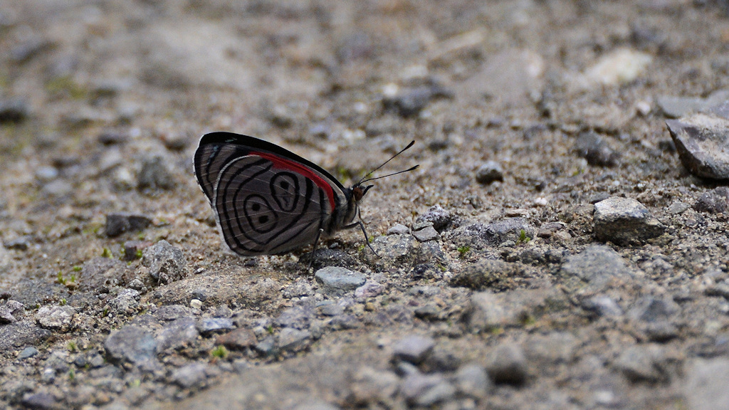 s444 Schmetterling 88 3575