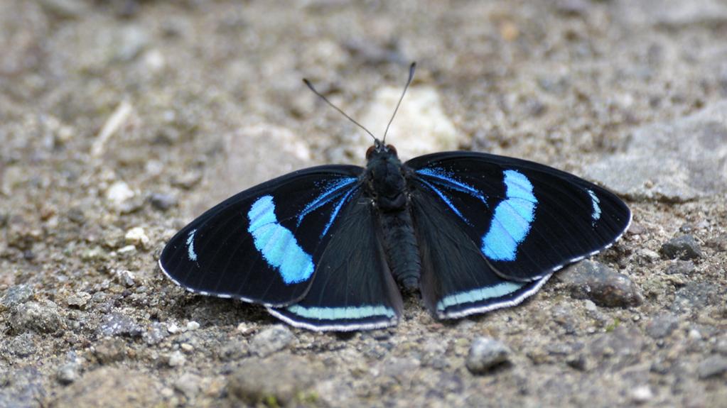 s444 Schmetterling 88 3590