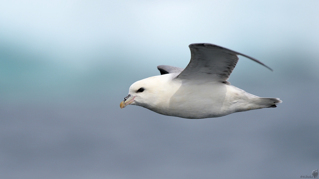 s655 Diskofjord Eissturmvogel 9523