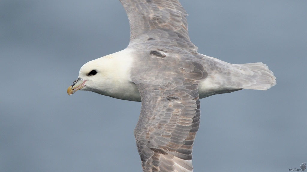 s655 Diskofjord Eissturmvogel 9535