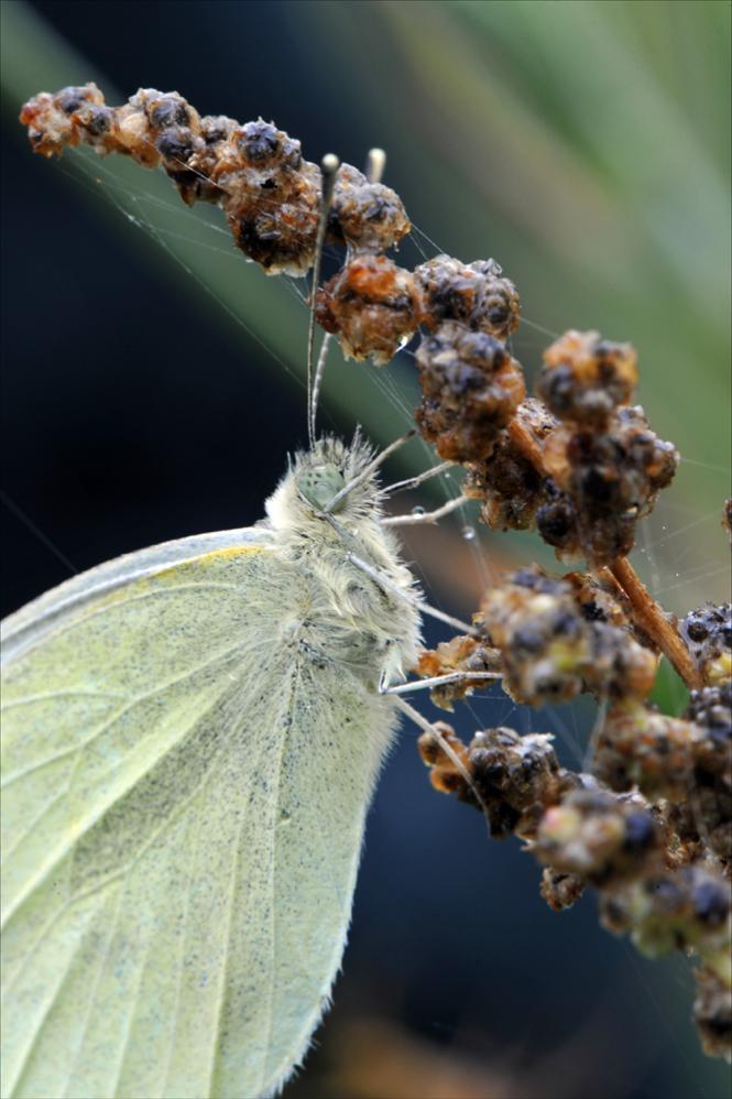 S8193