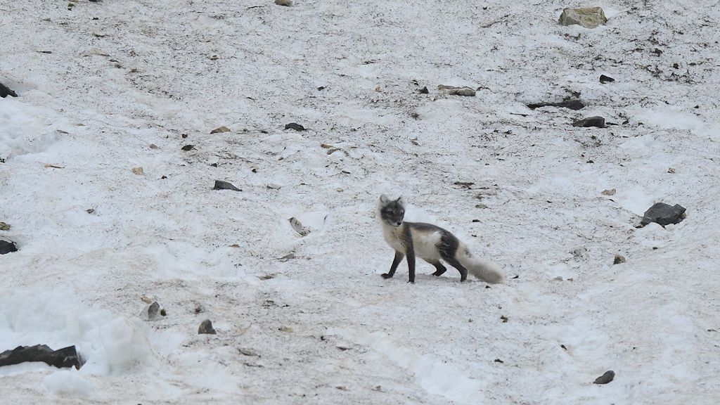 s830 Polarfuchs 9396