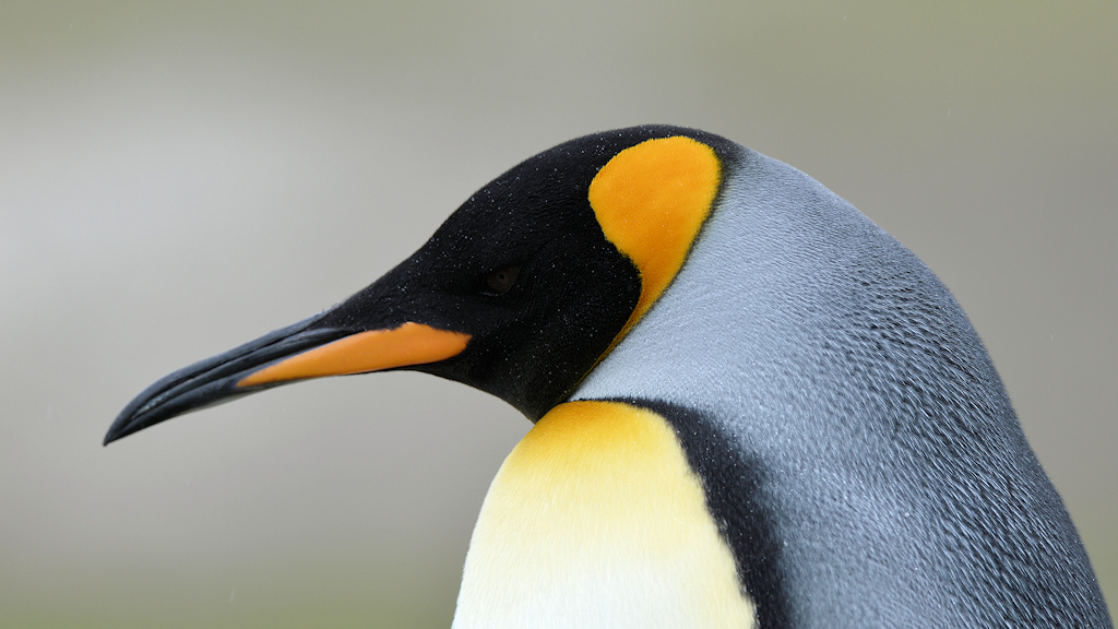 s865 Königspinguin 0584