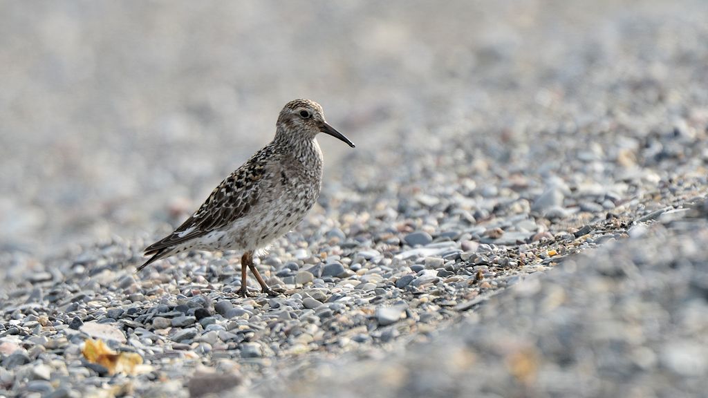 s869 Meerstrandläufer 9890
