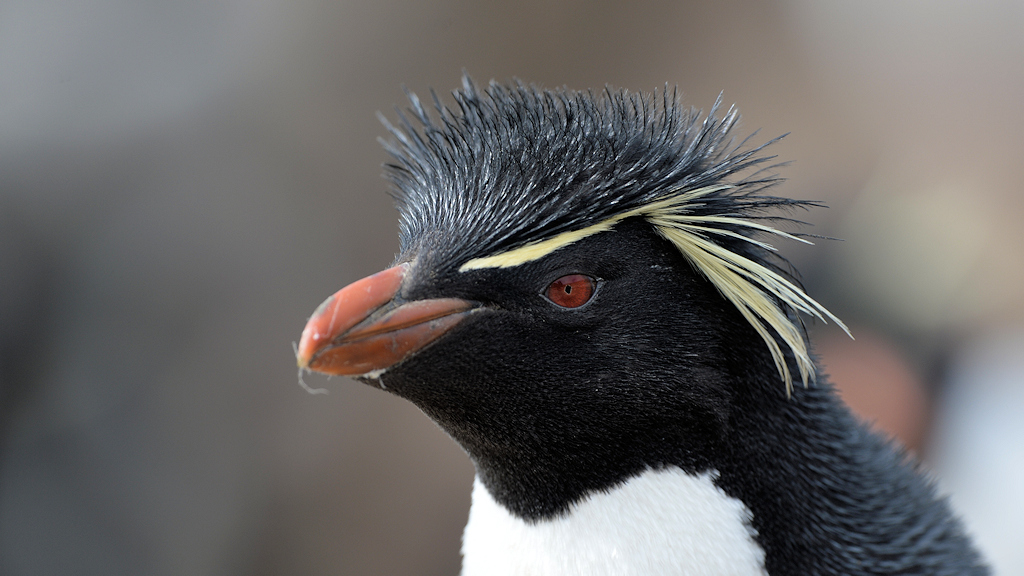 s870 Felspinguin 0975